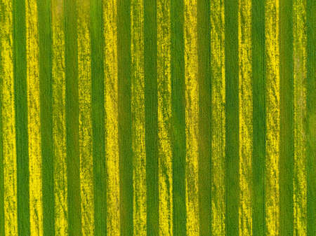 Top view of striped rapeseed field.の写真素材