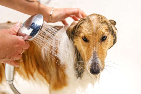 The girl washes the dog in the bathroomの写真素材