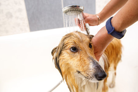 The girl washes the dog in the bathroomの写真素材