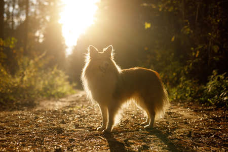 Dog in the woods. Sheltie in the forest in natureの写真素材