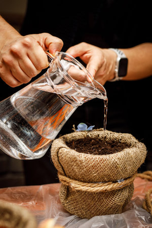 Watering the plant in a pot from a jug