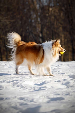Red fluffy dog in the winter parkの写真素材