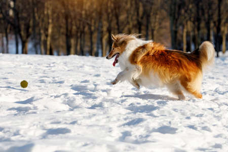 Red dog playing with toy ball on the snowの写真素材