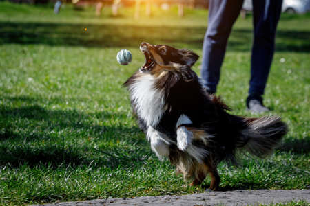 Sheltie dog is playing with a ballの写真素材
