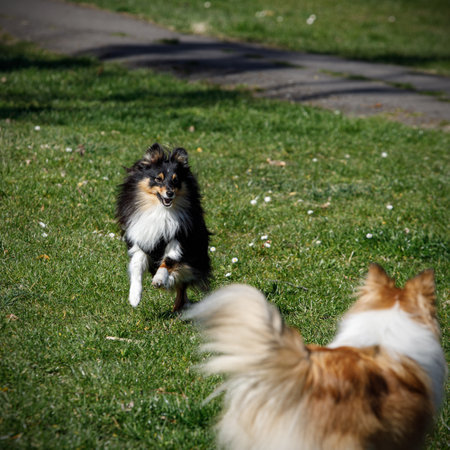 Dog friendship. Two shelties are running and playing with each otherの写真素材