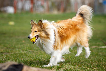 Playful happy pet dog puppy sheltie running in the grass and playing with a ballの写真素材