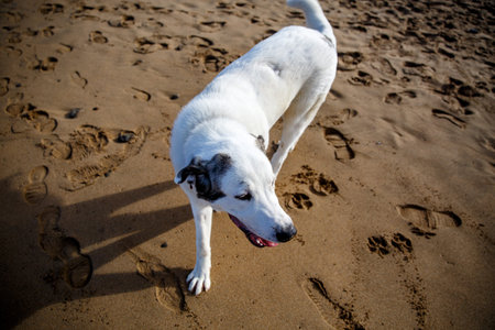 Dog running along the sandy beach