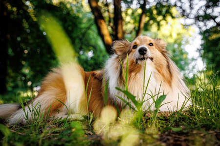 Happy dog lies on the grass. Shetland sheepdog in a summer parkの写真素材