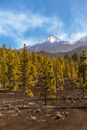 Pines grow on volcanic soil. Teide National Park in Tenerifeの写真素材