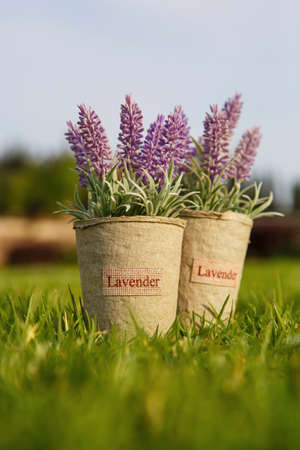 Two pots with lavender flower on the grass in the gardenの写真素材
