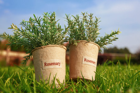 Two pots with rosemary on the grass in the garden