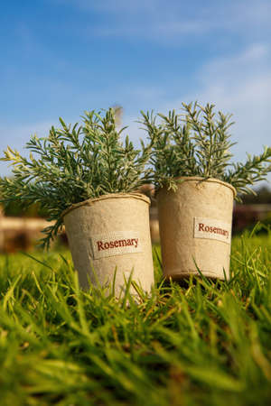 Two pots with rosemary on the grass in the gardenの写真素材