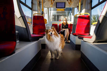 The owner with the dog riding in the city public transport. Sheltie on the subwayの写真素材