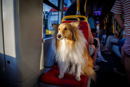 The dog sitting on the seat in the city public tram or busの写真素材