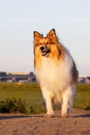 Adult sable sheltie shetland sheepdog outdoorの写真素材