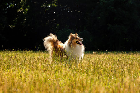 Happy fluffy dog walking in the summer parkの写真素材