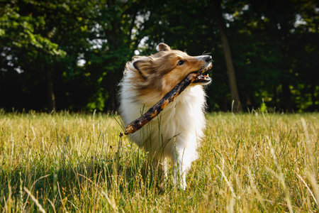 Fluffy dog playing with a stick in the summer parkの写真素材