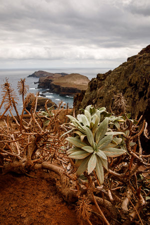 Wild plants on Coastline Cliffs of Madeira island, Portugal.の写真素材
