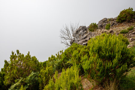 Green vegetation on the mountain slopes of the island of Madeiraの写真素材