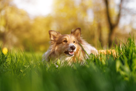 Sheltie - shetland sheepdog on the green grass meadowの写真素材