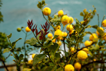 Lemons grow on the Italian shore. Turquoise sea in the backgroundの写真素材