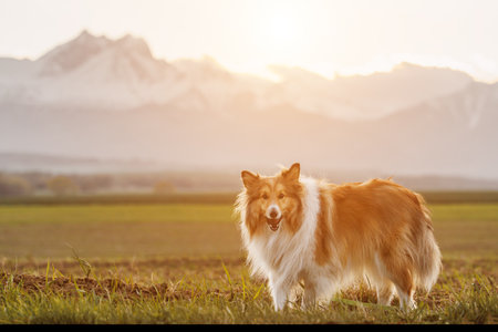 Fluffy shetland sheepdog on the snowy mountains backgroundの写真素材