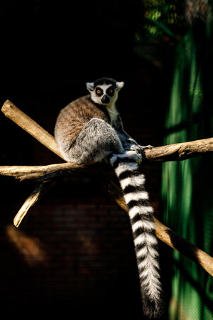 Lemur with a long striped tail on a branch