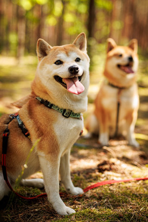 Shiba Inu dog in the sunny forest.