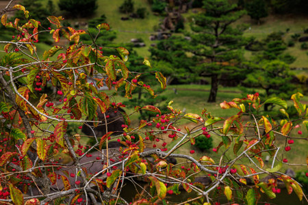 Vibrant and colorful autumn leaves alongside cheerful berries set against a serene, lush green landscapeの写真素材