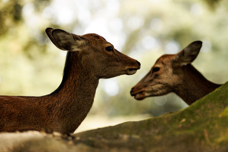 A captivating closeup image of two adorable fawns engaging in a peaceful and serene moment in their...