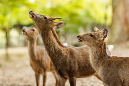 A serene moment with graceful deer in a vibrant green setting, showing their elegance and beauty
