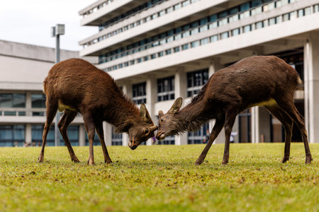 Two deer engage in a friendly and playful duel on a lush grassy area near striking modern architectureの写真素材