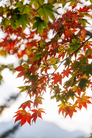 Red maple leaves in Japan, illuminated by warm sunlightの写真素材