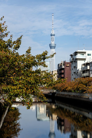 Tokyo Skytree Tower rises above Tokyos districts, soaring above tranquil waters, surrounded by lush urban greeneryの写真素材