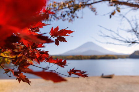 Leaves of red Japanese maple near Mount Fuji and Lake Kawaguchiko in Japanの写真素材