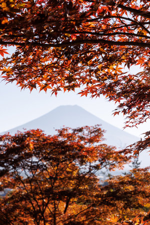 Autumn Leaves as a Frame for Mount Fuji in Japanの写真素材