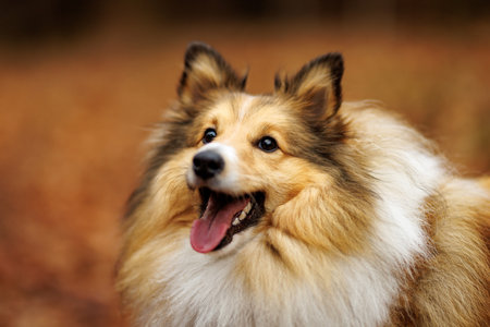 Fluffy shetland sheepdog autumn portraitの写真素材