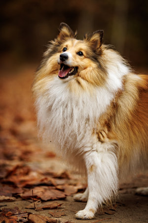 Shetland sheepdog in a Beautiful Autumn Setting Surrounded by Colorful Leaves.の写真素材