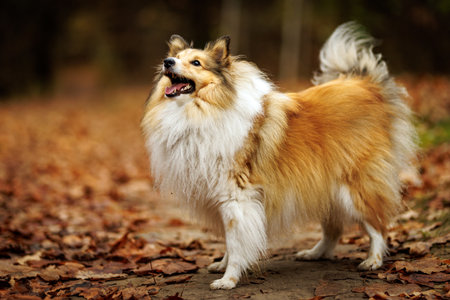 Shetland sheepdog stands proudly among colorful autumn leaves.の写真素材