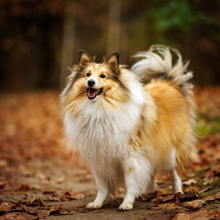 A cheerful and joyful Collie dog poses gracefully among the vibrant and colorful autumn leaves surrounding itの写真素材