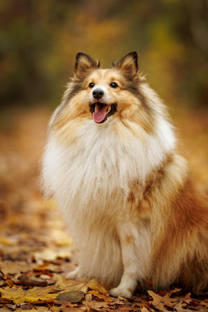 A Happy Shetland Sheepdog in Colorful Autumn Leaves on a Scenic Landscape.の写真素材