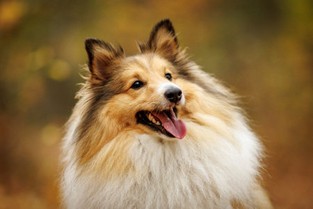 Happy Shetland Sheepdog in Picturesque Autumn Nature.の写真素材