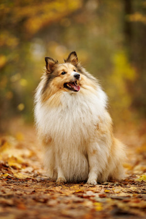 A remarkably stunning collie dog sits gracefully among a vibrant array of colorful autumn leaves everywhereの写真素材