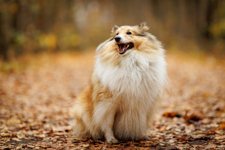 Fluffy Shetland Sheepdog on the path in autumn park.の写真素材