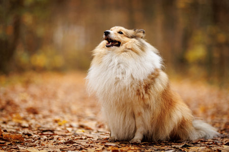 Fluffy Shetland Sheepdog on the path in autumn park.の写真素材