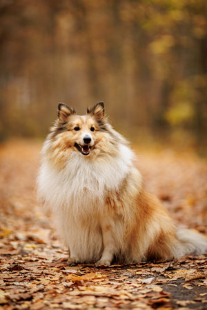 Fluffy Shetland Sheepdog on the path in autumn park.の写真素材