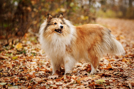 A friendly sheltie stands on the path in autumn park.の写真素材
