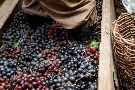 A person is standing in a basket of grapes. The grapes are black and redの写真素材