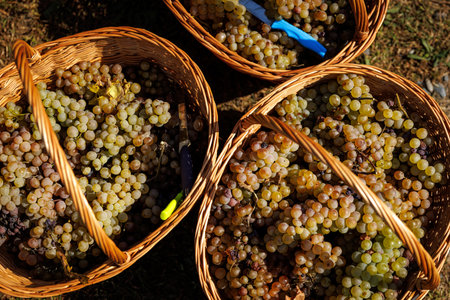Three baskets filled with grapes. Harvest at a wineryの写真素材