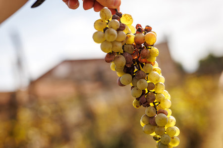 A bunch of grapes are being held by a person. The grapes are yellow and green in colorの写真素材